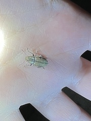 Naupactus