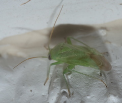 Trigonotylus