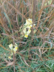 Linaria vulgaris
