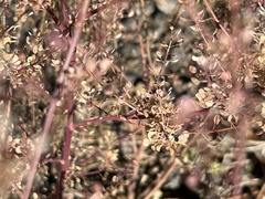Lepidium densiflorum