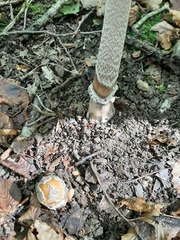 Amanita ceciliae