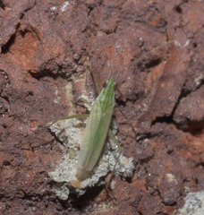 Trigonotylus