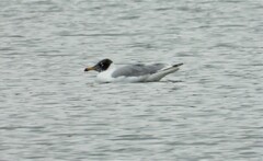 Ichthyaetus ichthyaetus