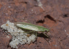 Trigonotylus