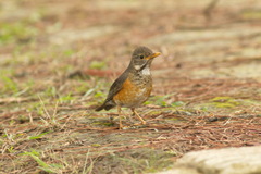 Turdus dissimilis