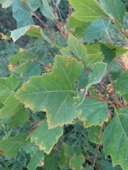 Platanus occidentalis