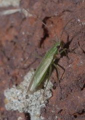 Trigonotylus