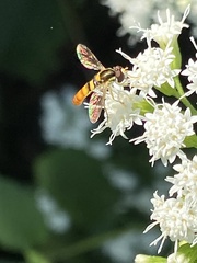 Sphaerophoria contigua