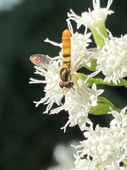 Sphaerophoria contigua