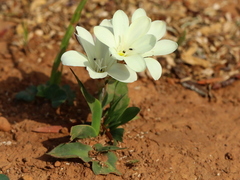 Sparaxis grandiflora