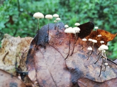 Marasmius bulliardii
