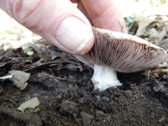 Agaricus californicus