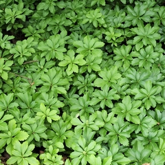 Pachysandra terminalis