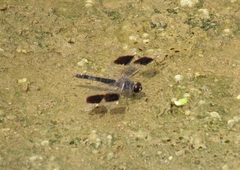 Brachythemis impartita