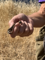 Pituophis catenifer catenifer