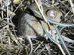 Peromyscus sonoriensis
