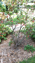 Photinia × fraseri