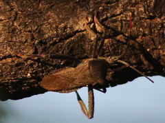 Acanthocephala terminalis