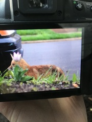Vulpes vulpes fulvus