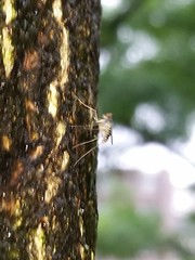 Dactylomyia lateralis