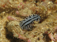 Phyllidiopsis