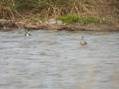 Podiceps occipitalis