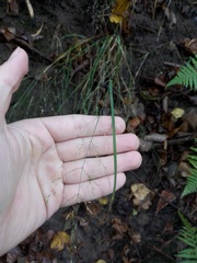 Poa nemoralis