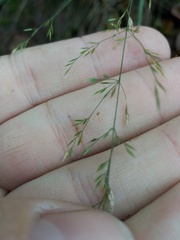 Poa nemoralis