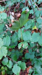 Pediaspis aceris