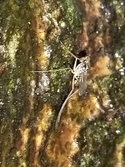 Dactylomyia lateralis