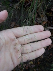 Poa nemoralis