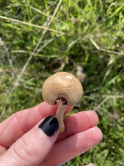 Protostropharia semiglobata