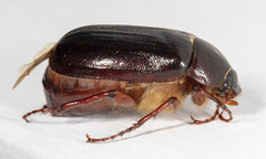 Phyllophaga