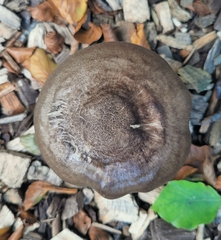 Pluteus