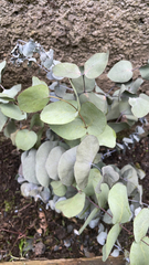 Eucalyptus cinerea