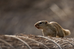 Heliosciurus gambianus