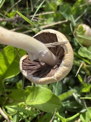 Protostropharia semiglobata