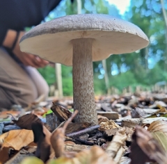 Pluteus