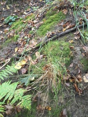 Poa nemoralis