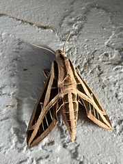 Eumorpha fasciatus
