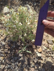 Zinnia acerosa