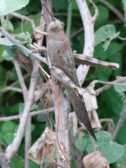 Anacridium flavescens