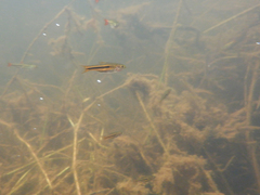 Trigonostigma somphongsi