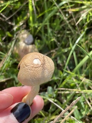 Protostropharia semiglobata