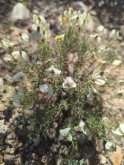 Zinnia acerosa