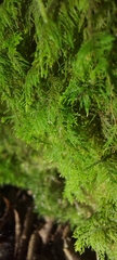 Thuidium tamariscinum
