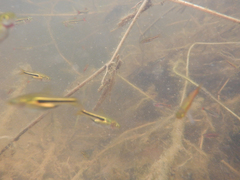 Trigonostigma somphongsi