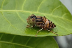 Eristalinus