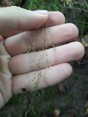 Poa nemoralis