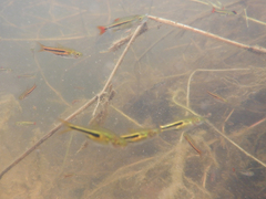 Trigonostigma somphongsi